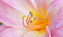 Closeup photo of a lily
