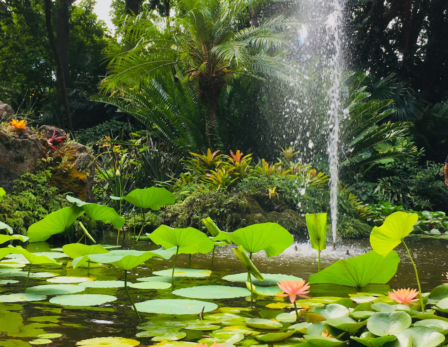 La Mortella Garden is a breathtaking subtropical and Mediterranean garden featuring a diverse collection of exotic and rare plants