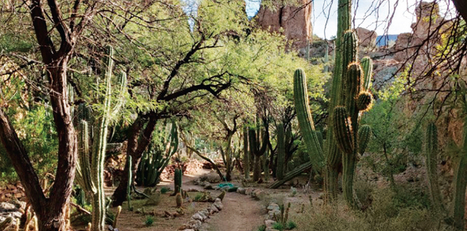 a picturesque desert garden, one of over 380 participating gardens in the AHS Garden Network across North America, offering free admission to American Horticultural Society Members