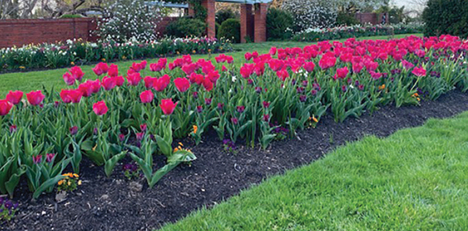 River Farm's 27 acres in Alexandria, Virginia, are a haven of natural beauty, featuring stunning gardens, woodlands, and scenic trails that offer breathtaking views of the Potomac River. Here, rows of pink tulips.