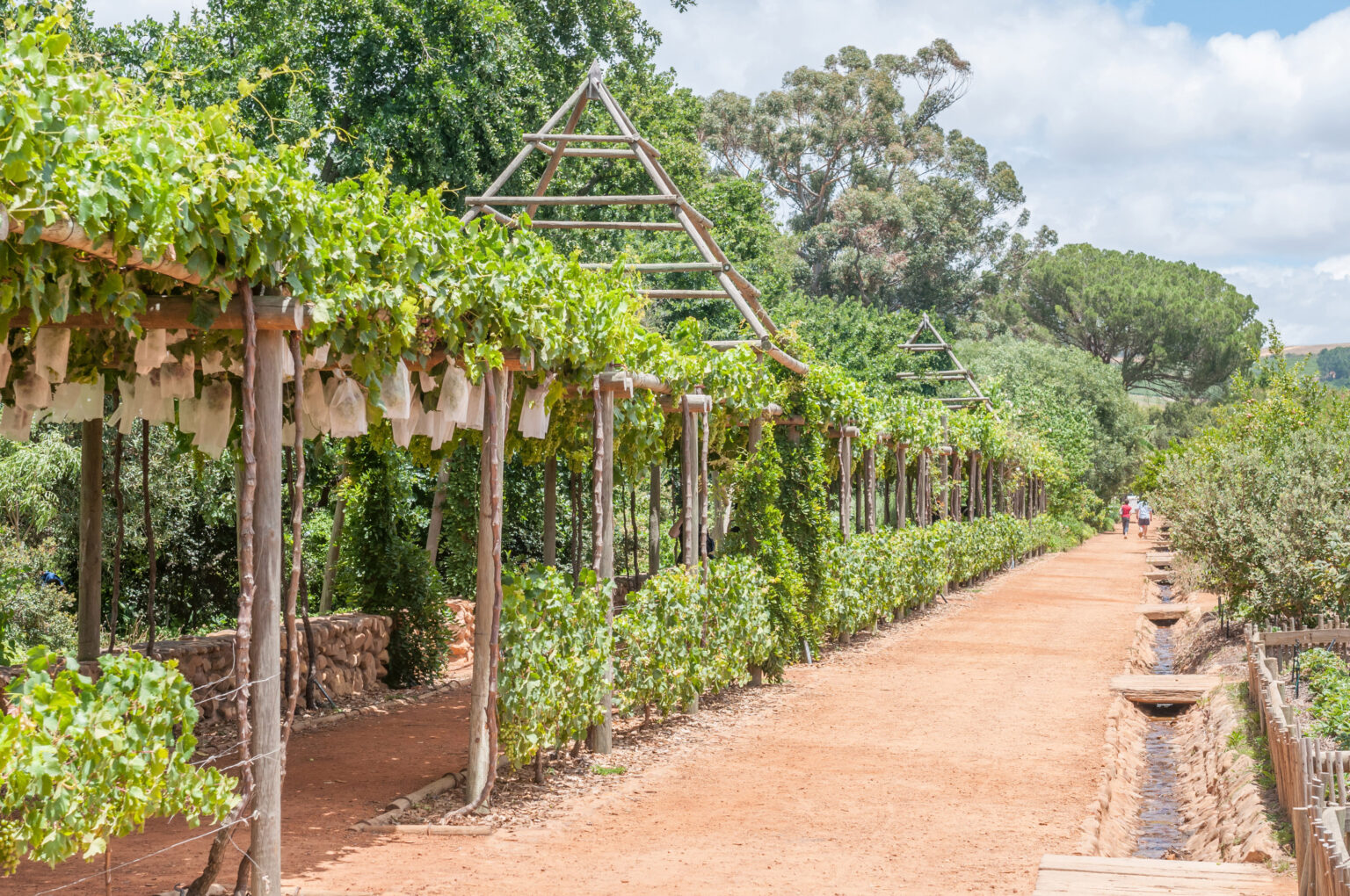 Formal garden on the Babylonstoren farm near Paarl. Grapes on a trellis line this path