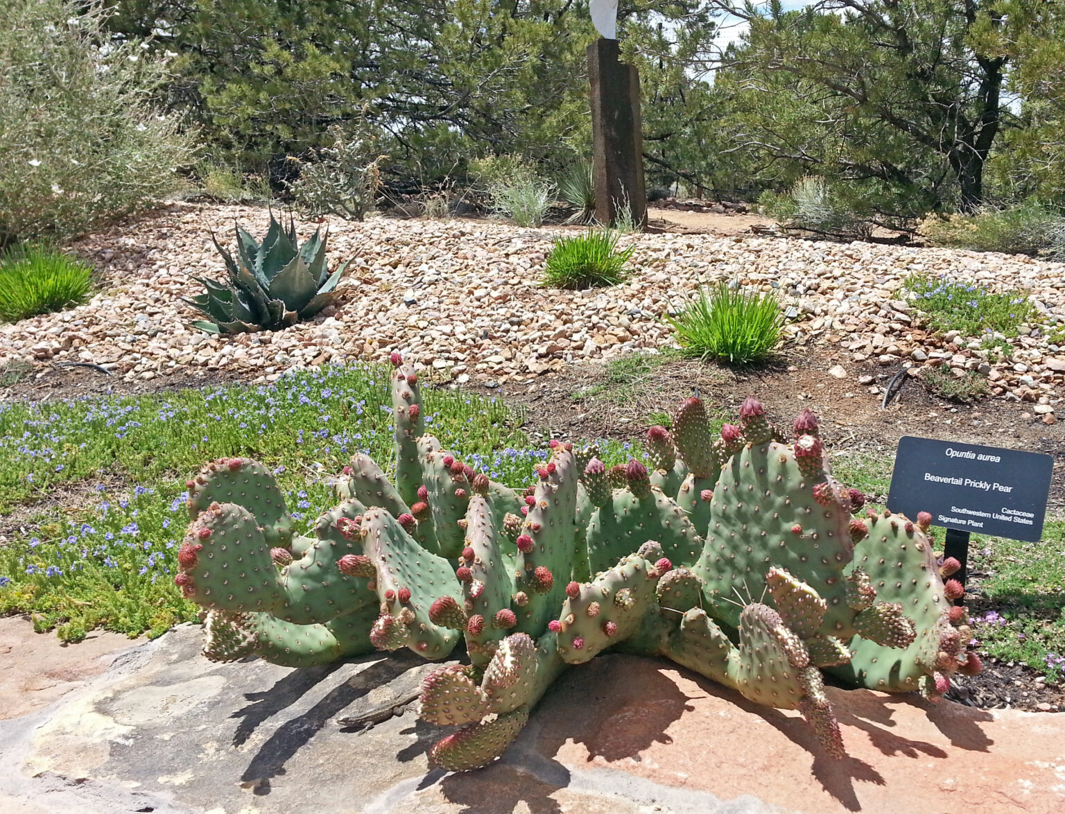 The low-growing Beavertail Prickly Pear at Santa Fe Botanical Garden, typically reaching up to 16 inches in height, is adorned with vibrant magenta flowers in the spring, adding a pop of color to the garden's piñon-juniper woodland landscape.