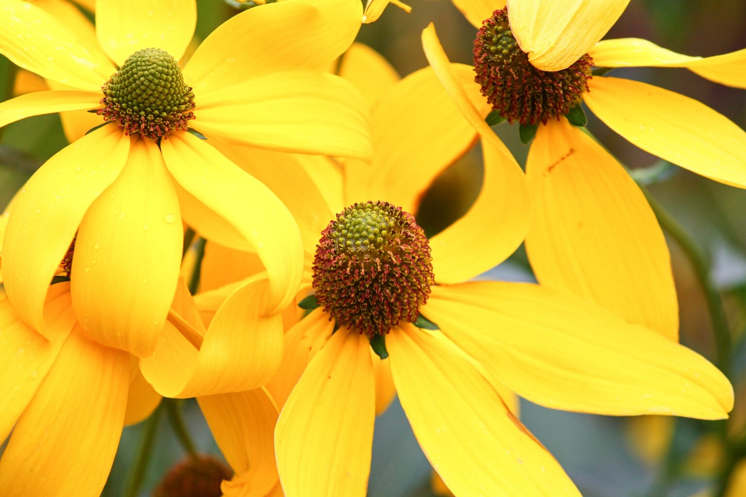 Three Black-eyed Susans, with their bright yellow petals and dark brown centers, blooming vibrantly.