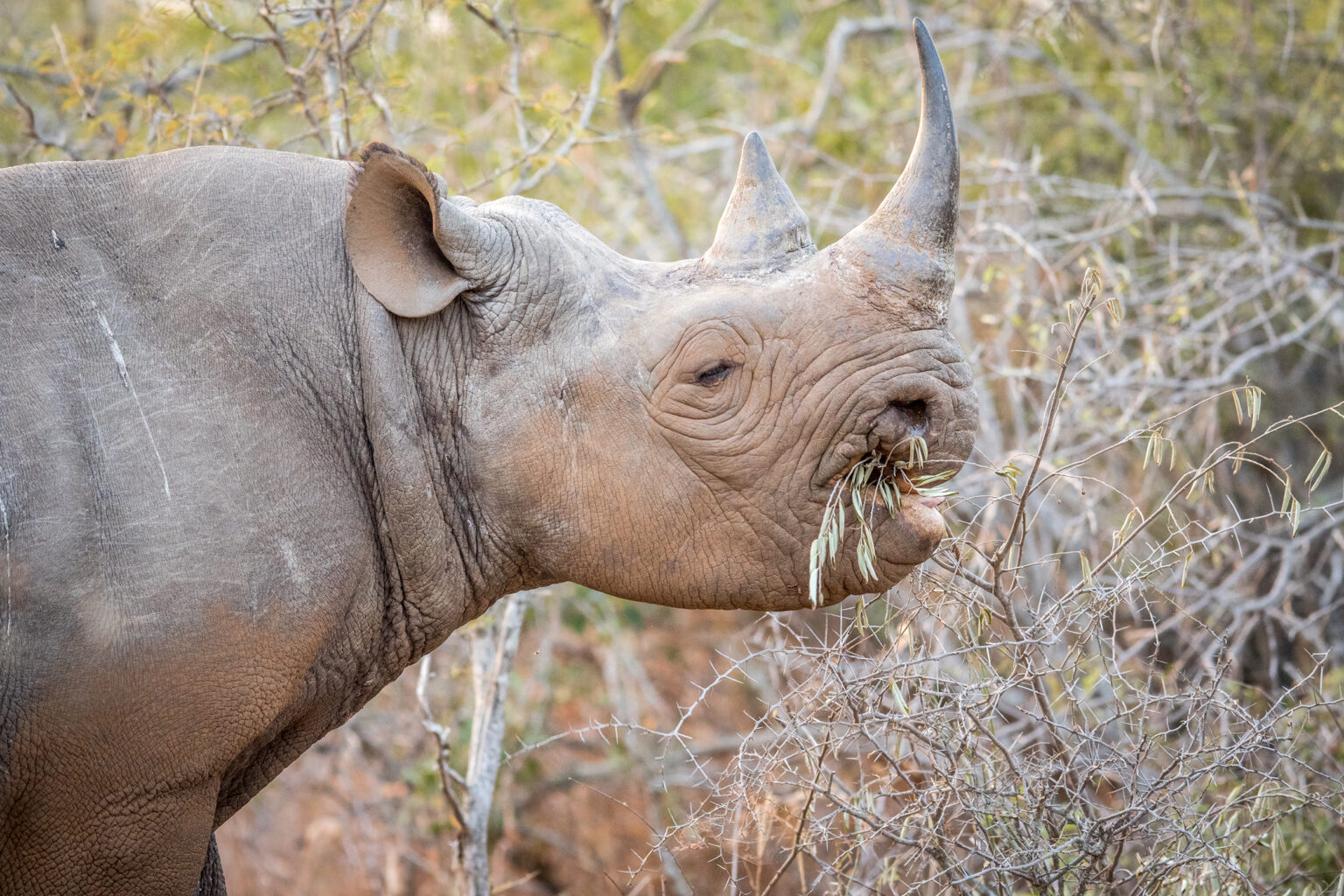 Black rhino eating a plant in the Kruger National Park South Africa.