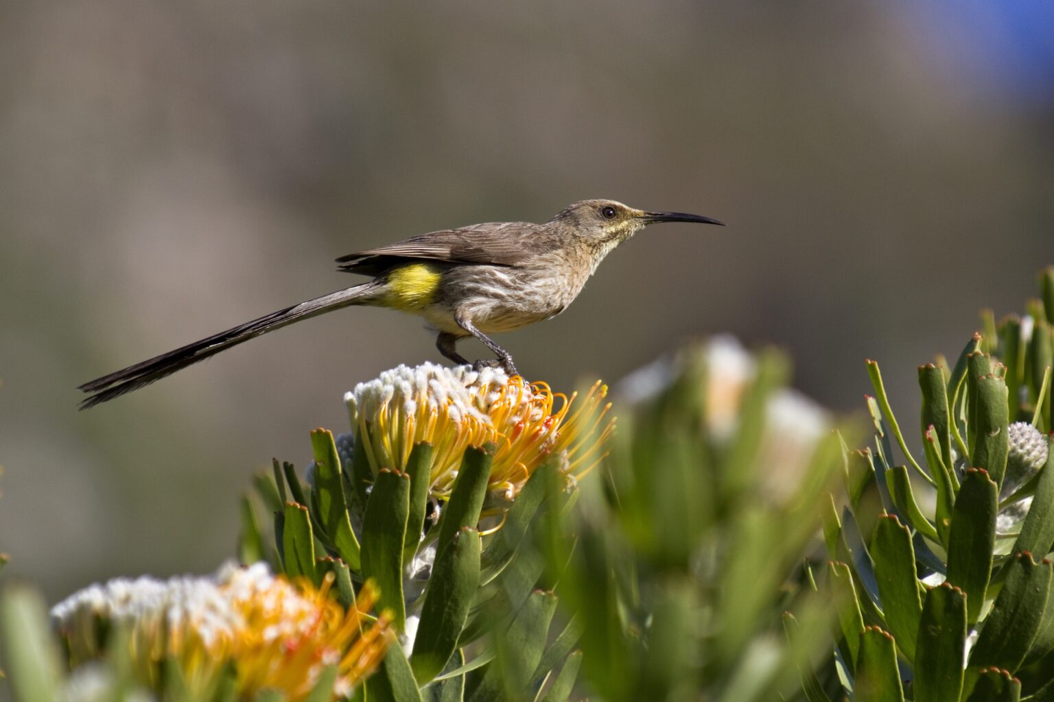 Cape Sugarbird Promerops cafer perched on yellow flower, South Africa