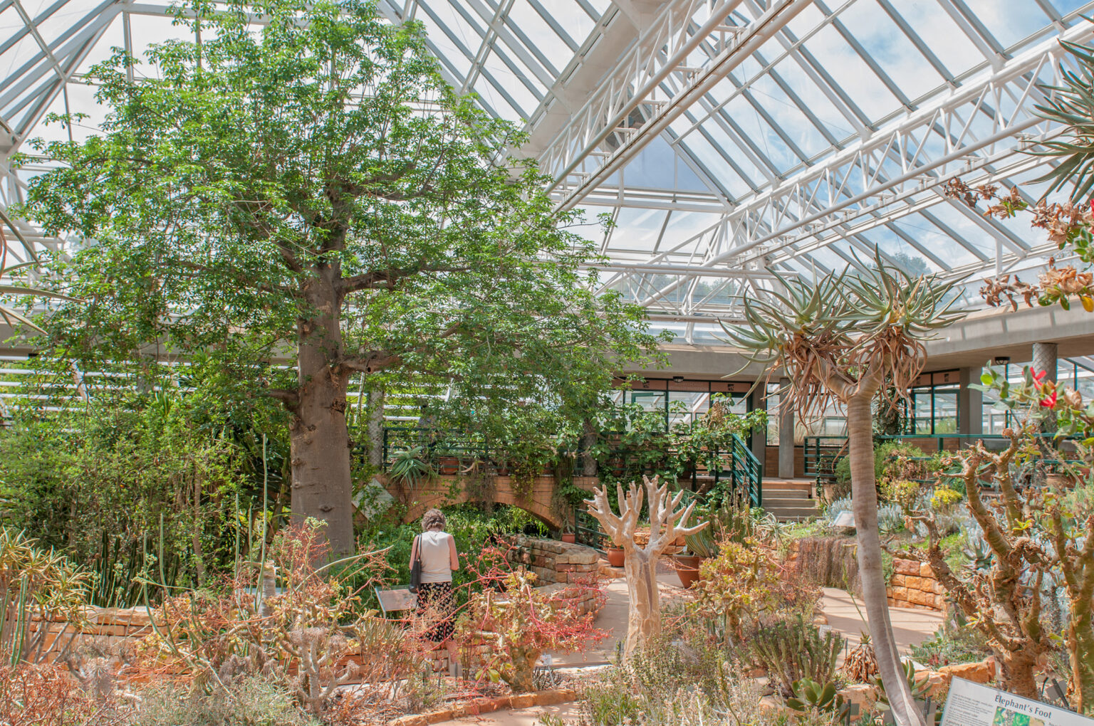 he Conservatory at Kirstenbosch National Botanical Garden is a desert house that displays the succulent treasures of southern Africa.