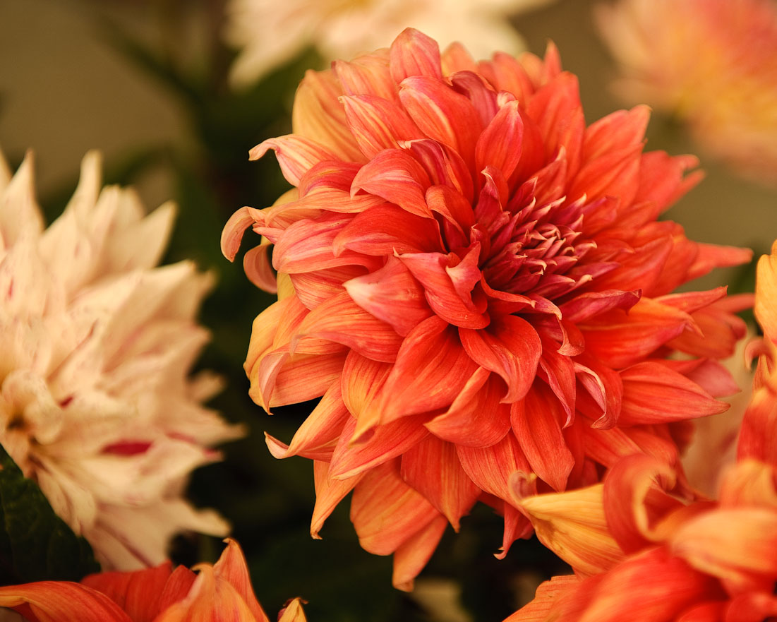 A bright orange dahlia on display at the Santa Fe Farmers Market