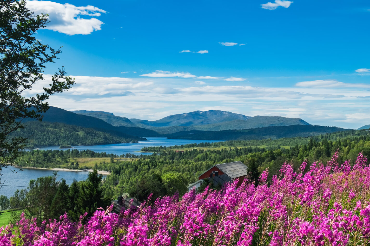 bright pink wildflowers of Norway with dramatic landscape of mountains, fields and a bright blue sky