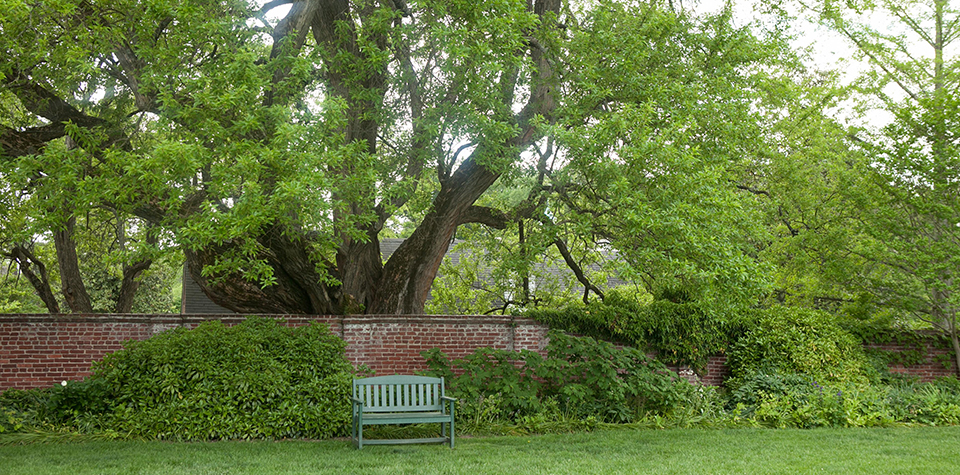 Garden Calm – Osage Orange Lix_Sharp_janmichelephotography_IMG3265_0 2