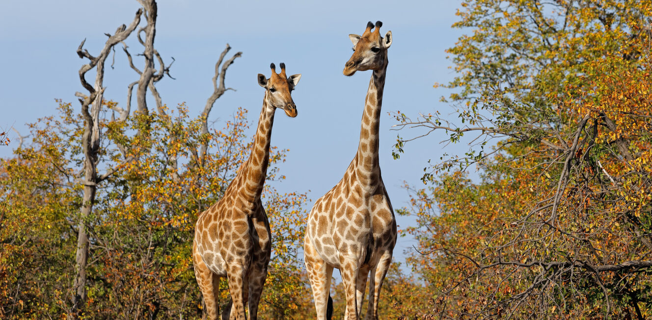 Giraffes (Giraffa camelopardalis) in natural habitat, Kruger Nat