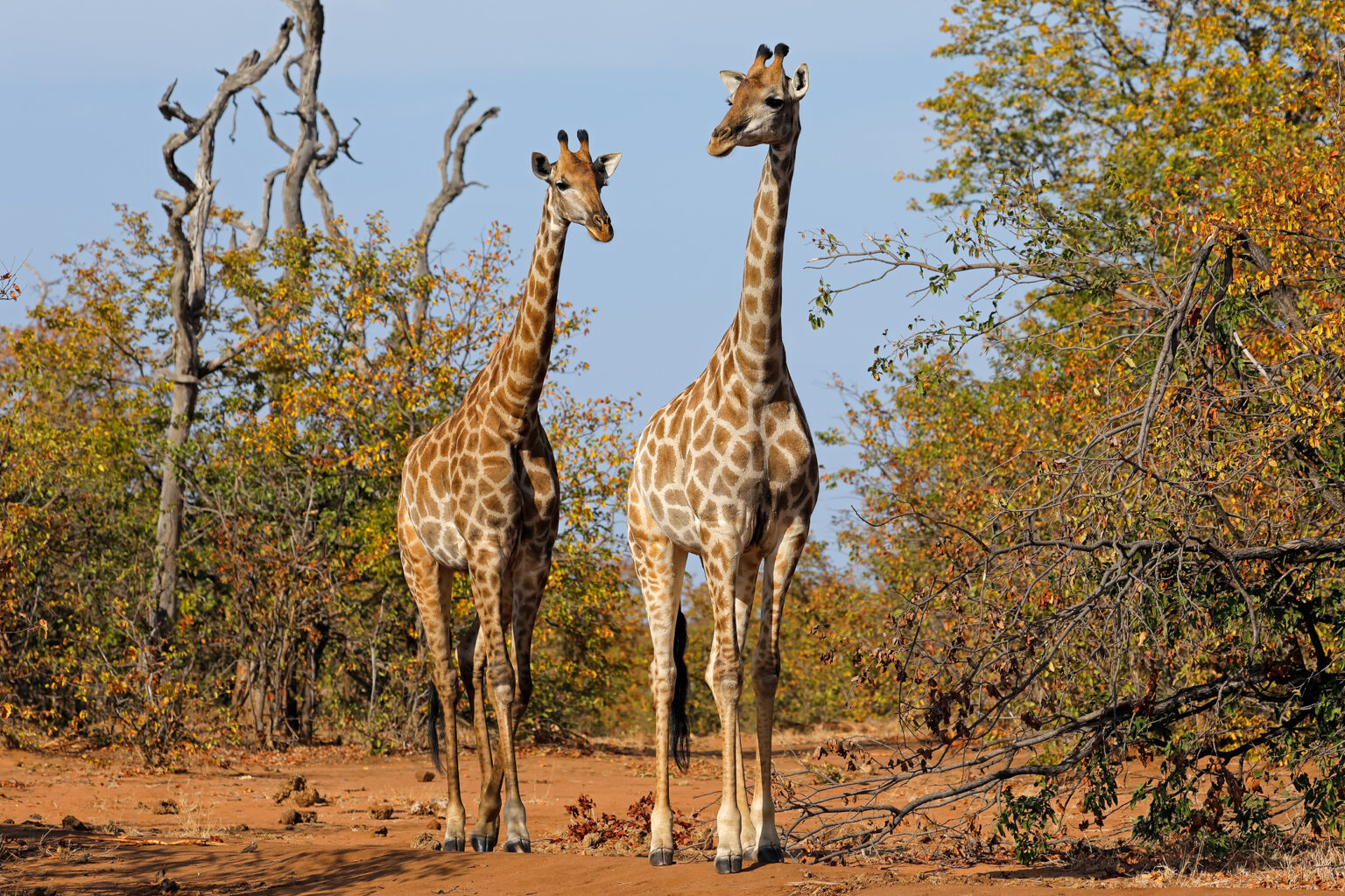 Two Giraffes (Giraffa camelopardalis) in natural habitat, Kruger National Park, South Africa