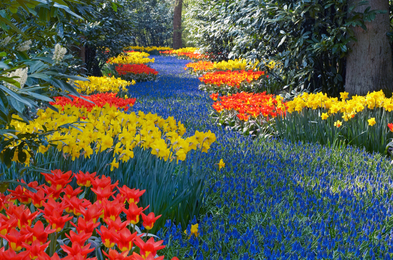 Keukenhof, known as the Garden of Europe, is a 32-hectare park featuring over 7 million flower bulbs planted annually.