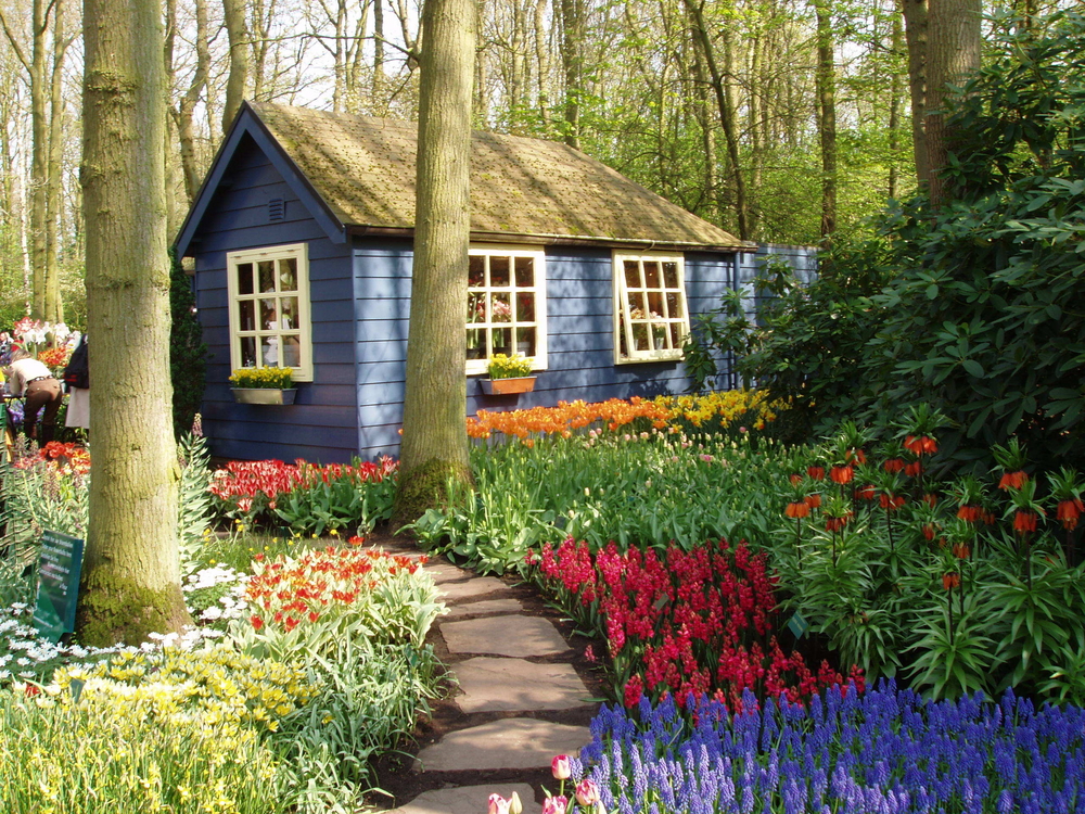 A charming cottage near Keukenhof Gardens, surrounded by vibrant flowers including tulips, hyacinths, and daffodils. Keukenhof, known as the Garden of Europe, is a 32-hectare park featuring over 7 million flower bulbs planted annually.