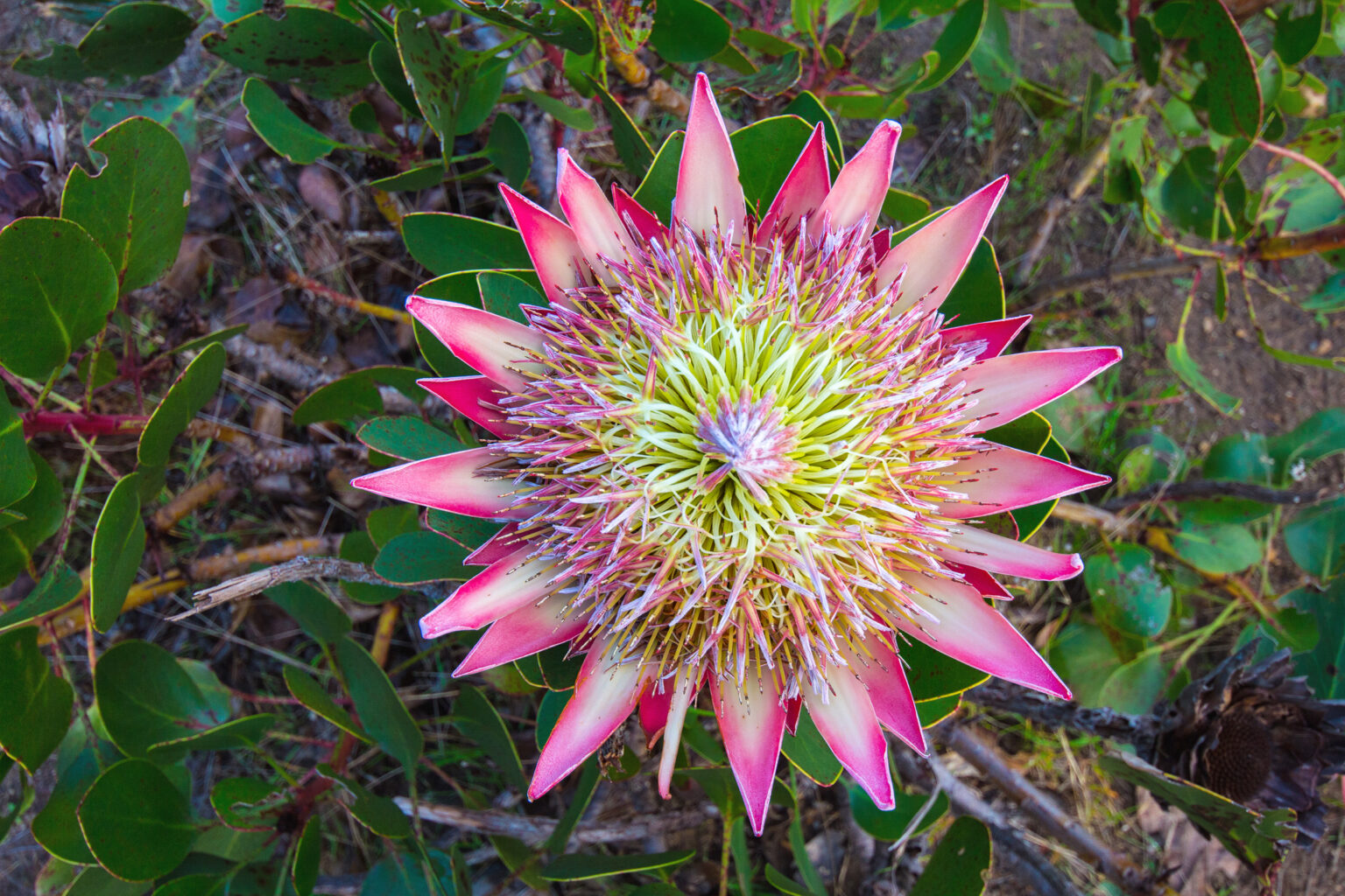 Giant king protea flower in fynbos of Western Cape South Africa features large, bright pink, pointy flower petals frame