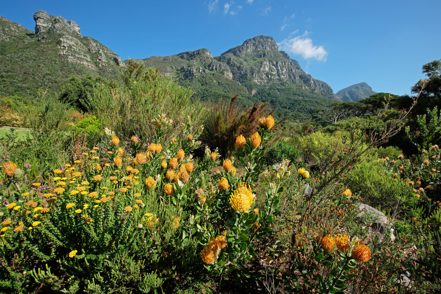 Kirstenbosch botanical gardens against the backdrop of Table mountain, Cape Town, South Africa