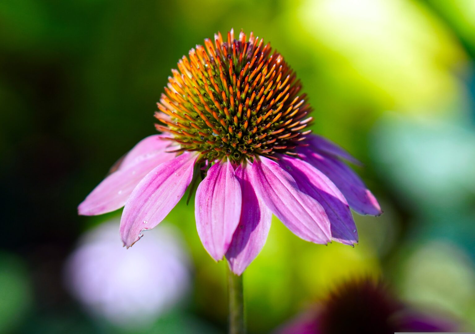 A bright Purple Coneflower (Echinacea purpurea), showcasing its vibrant purple petals drooping around a prominent, dark purplish-brown center cone, highlighting the intricate details of this native North American flower