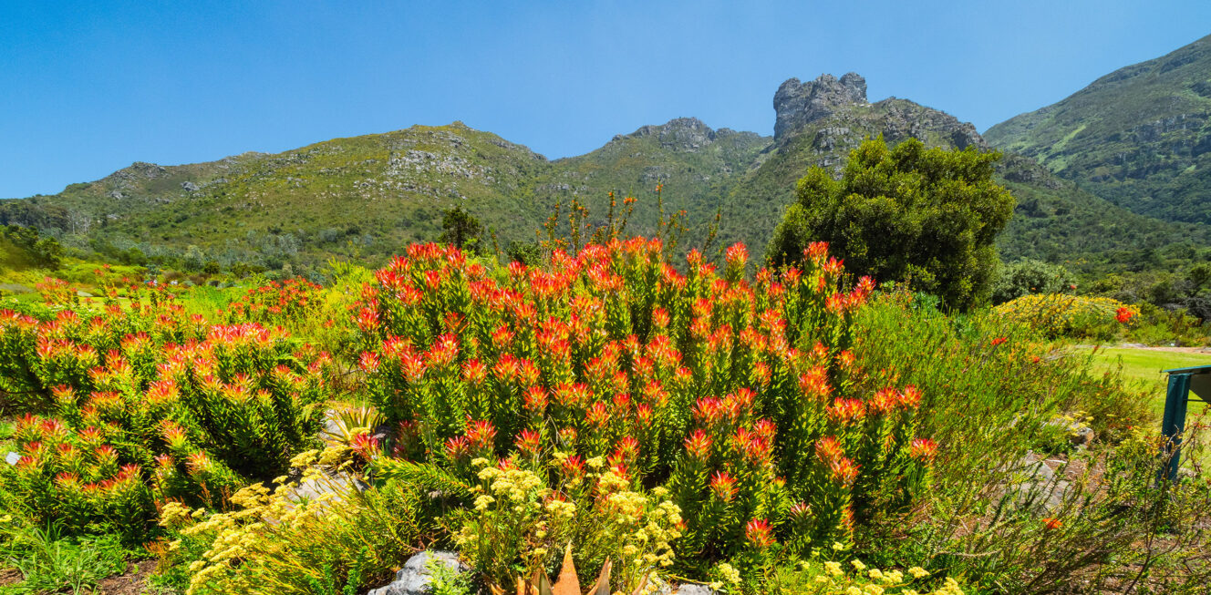 Red Protea In Kirstenbosch, Cape Town Against The Backdrop Of Ta