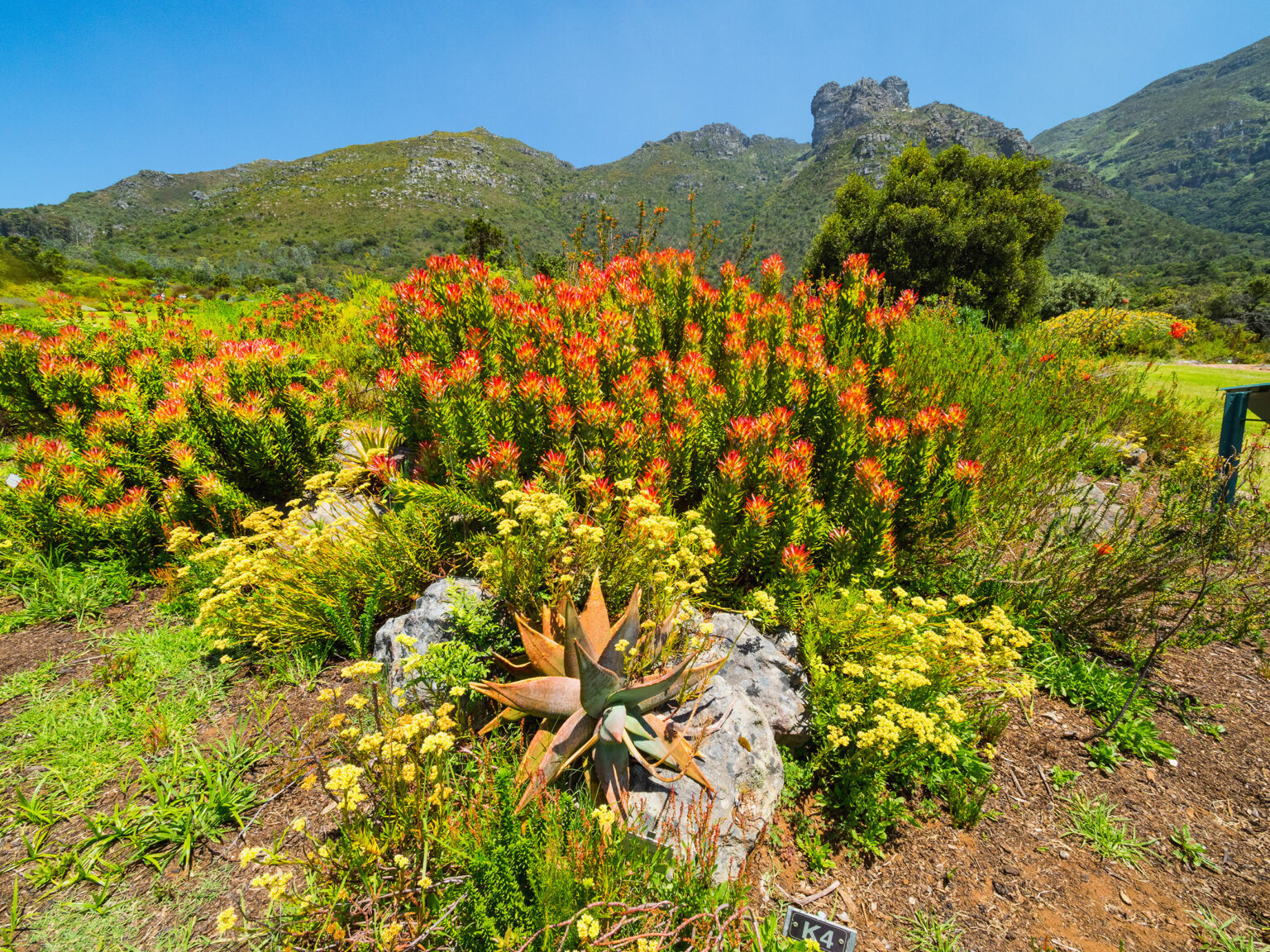 Red Protea in Kirstenbosch, Cape Town against the backdrop of Table mountain, South Africa. Pincushion flower in Kirstenbosch Botanic Gardens, Cape Town, South Africa