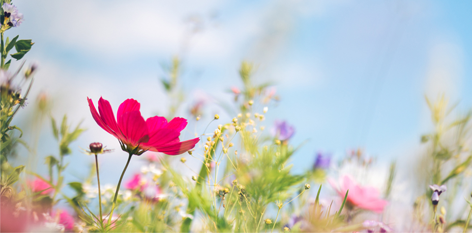 spring wild flowers against the blue sky