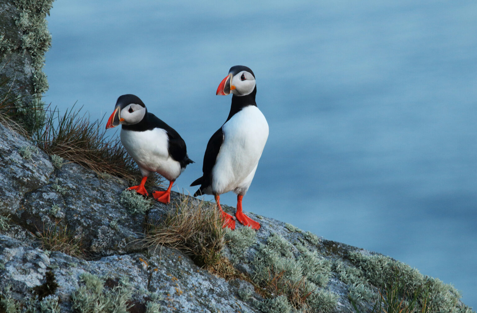 Two Atlantic puffins on the island of Runde, Norway.