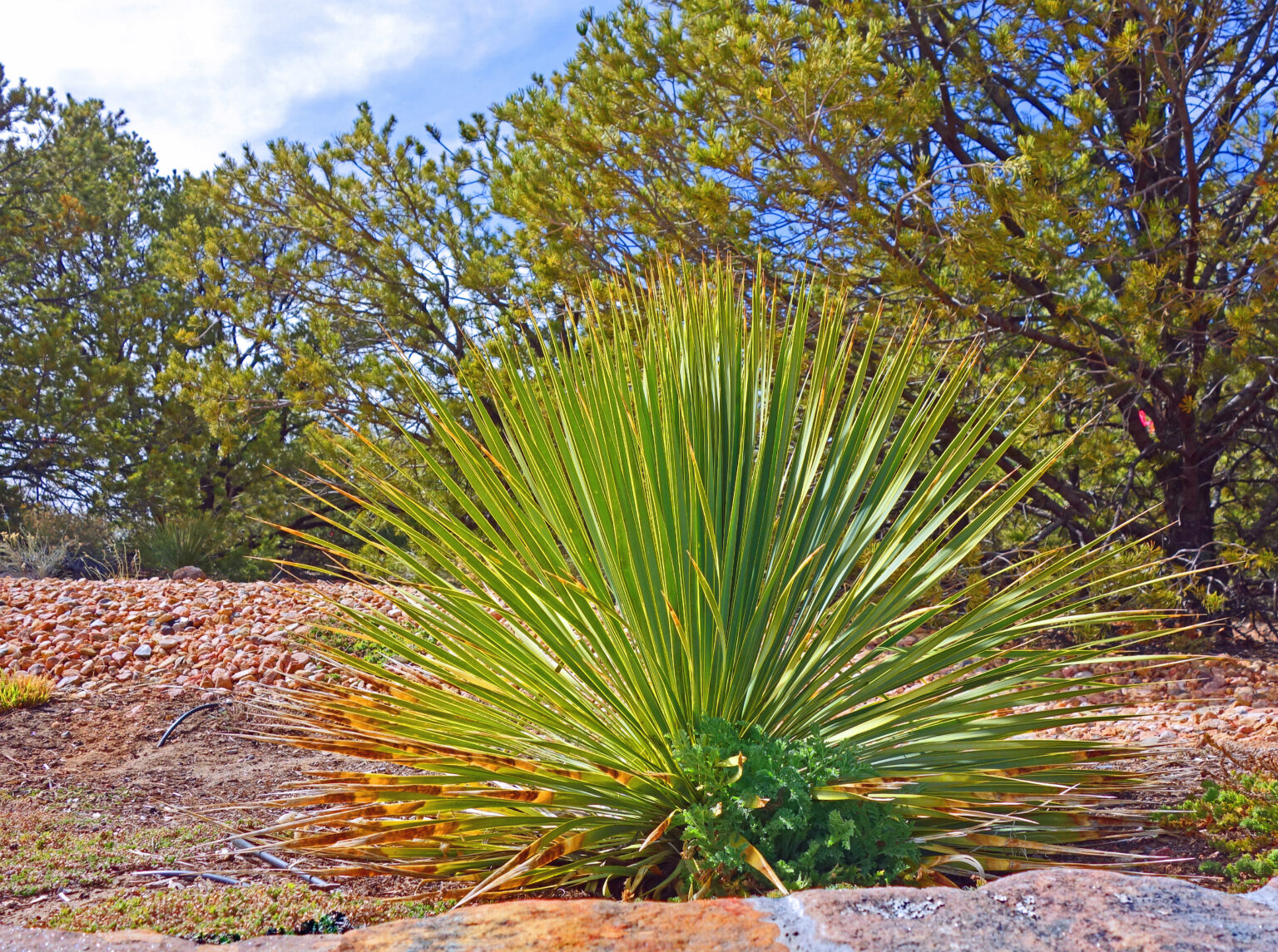 A large, vibrant green yucca plant standing tall at the Santa Fe Botanical Garden, set amidst a backdrop of piñon-juniper woodlands and showcasing the garden's focus on native New Mexico flora