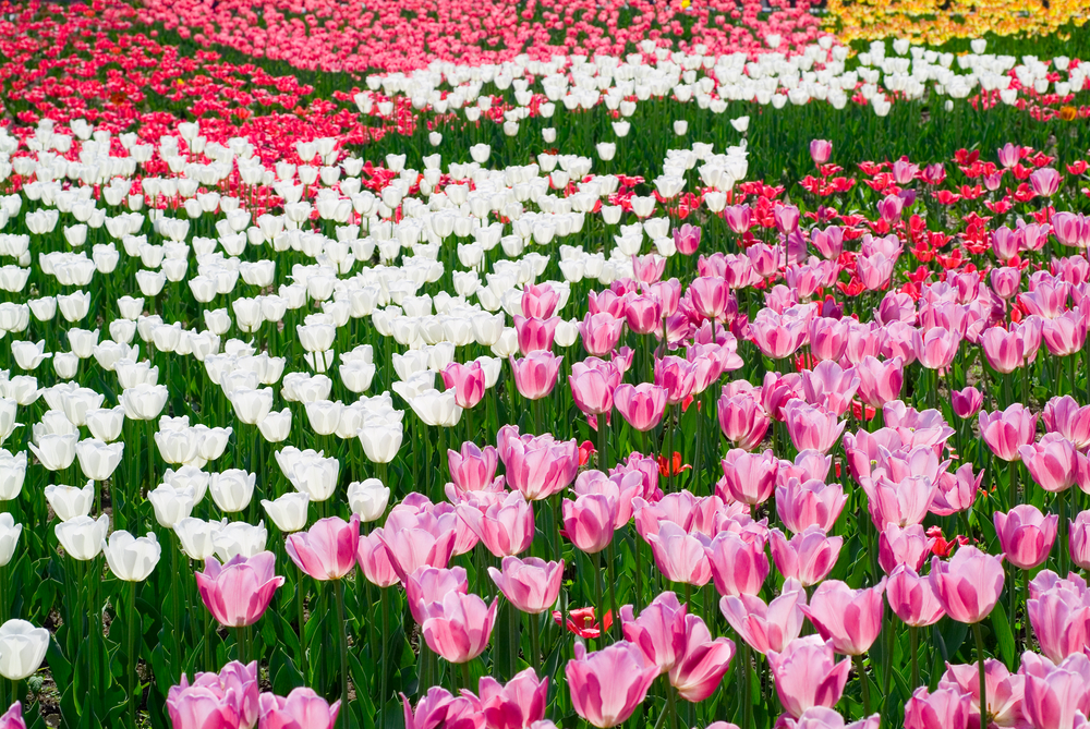 A vibrant field of pink, white, and yellow tulips swaying gently in the ethereal light of the Dutch countryside.