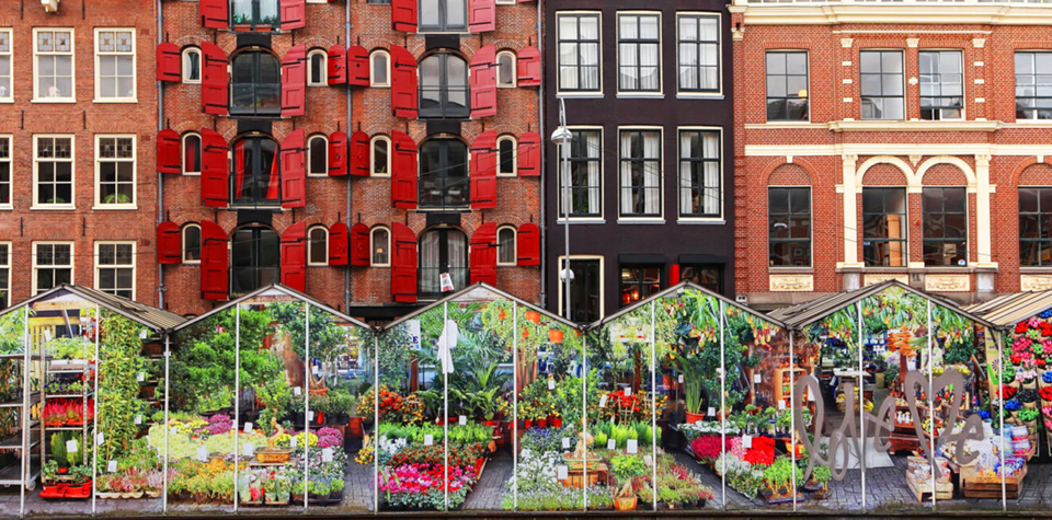 Amsterdam's iconic flower market, constructed with glass-like stalls, set against the backdrop of the city's tall, signature architectural buildings, blending traditional charm with modern elegance along the picturesque canals.