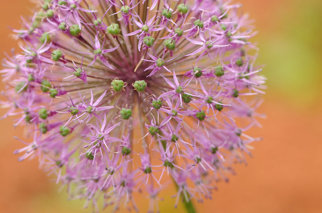 Giant Allium (Allium giganteum) with a large, globe-shaped cluster of tiny, lilac-purple flowers atop a sturdy stem