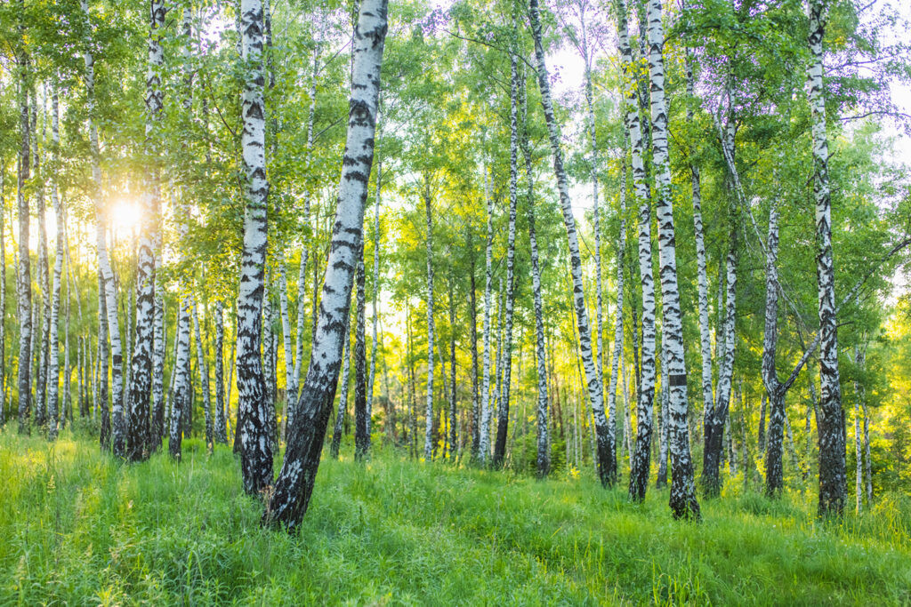 White Birch tree. Summer forest. Nature background. Green leaves