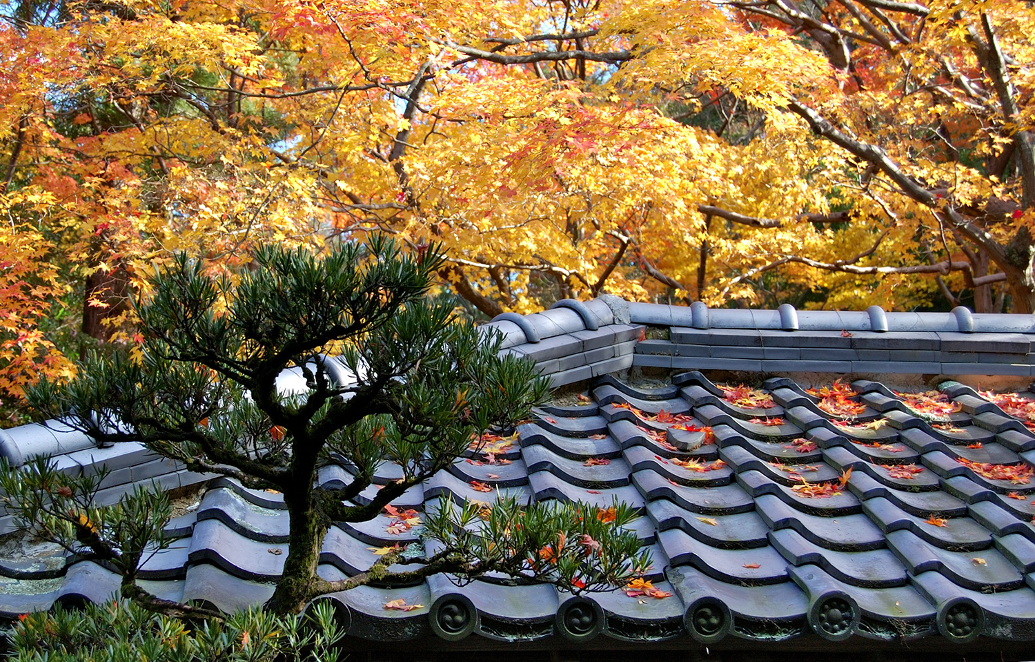 the view of a yellowtree and green shrub from a Daitokuji Rooftop in Autumn