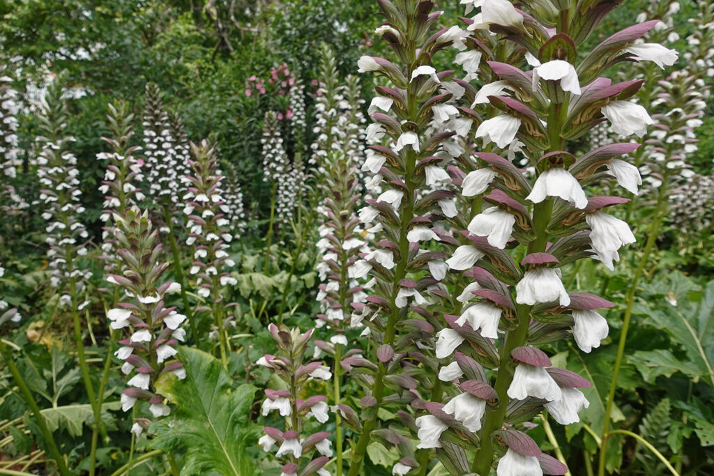 Acanthus mollis perennial plants with white and purple flowers. Summer nature.