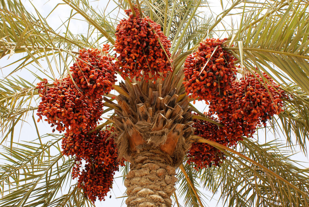 a flowering date palm with bunches of red date fruits