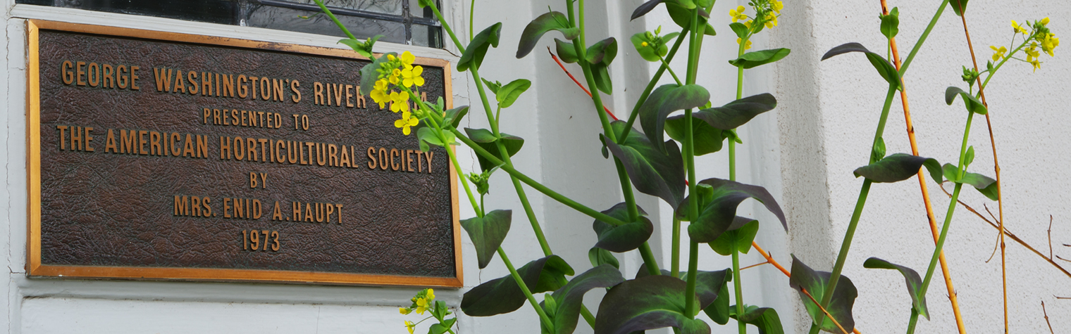 Entry sign to River Farm that reads "George Washington's River Farm presennted to the American HGorticultural Society by Mrs. Enid A. Haupt 1973" enhanced bya green plant blooming with yellow flowers