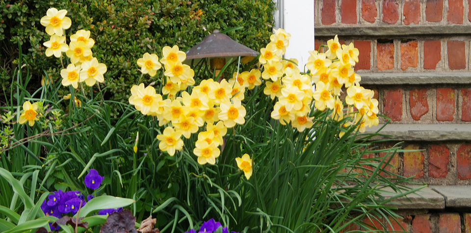 Vibrant purple and yellow flowers blooming amidst lush green grass, set against the backdrop of rustic red brick, creating a colorful and charming scene that combines natural beauty with architectural warmth.