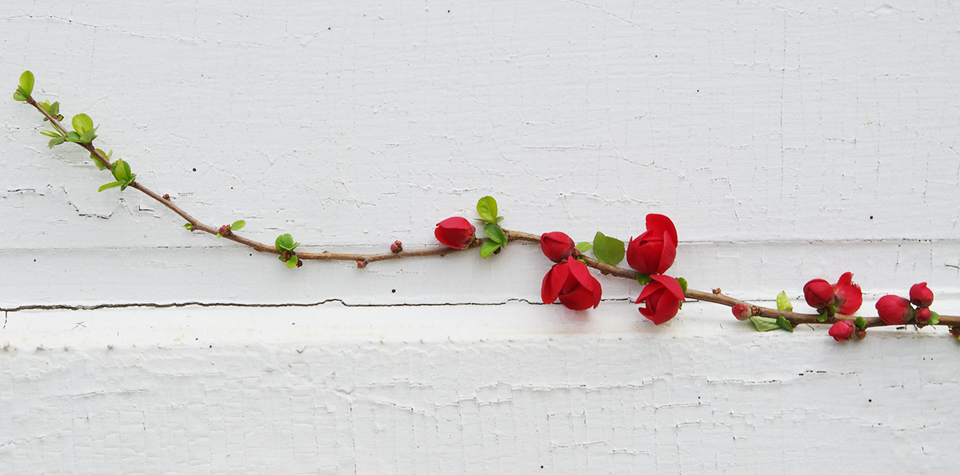 A single strand of red roses weaving against a crisp white wall