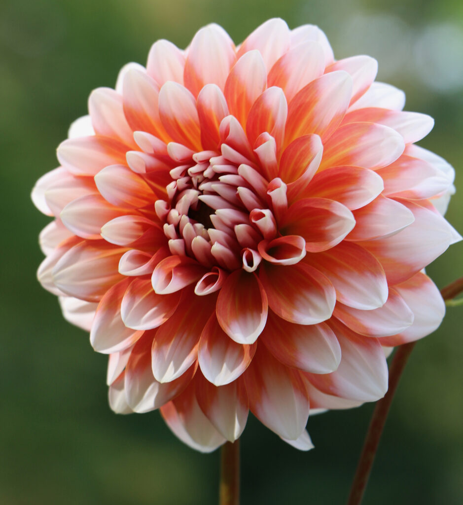 A peach-colored dahlia, featuring delicate, layered petals with hints of orange and pink, showcasing the intricate beauty and vibrant color of this popular flower