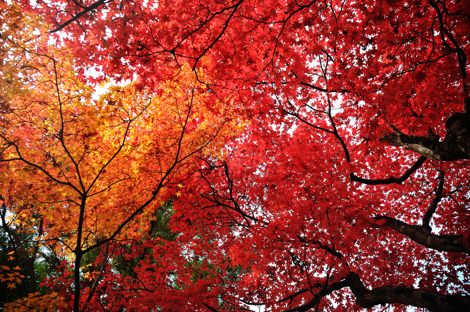 a close-up of Japanese Maples in sunshine at Tenryuji