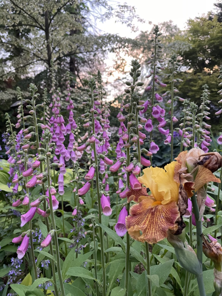 a display of tall purple/pink foxgloves with their tall, striking spires of dozens of cascading finger-shaped booms in a natural woodlands setting