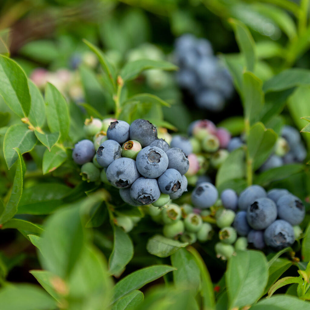 clusters of ripe, juicy blueberries hanging from the branches of a blueberry bush, surrounded by lush green foliage