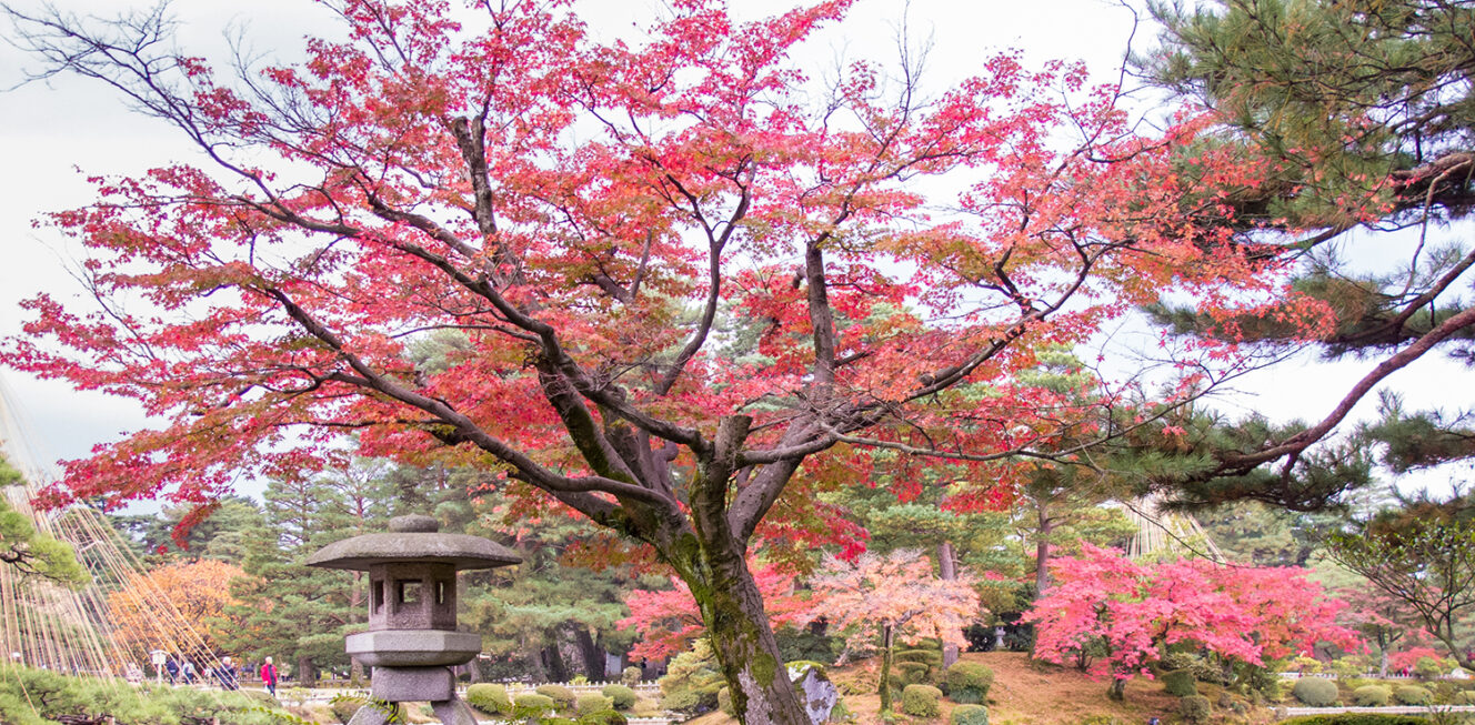 a bright red Japanese Maple at Kenrokuen Garden