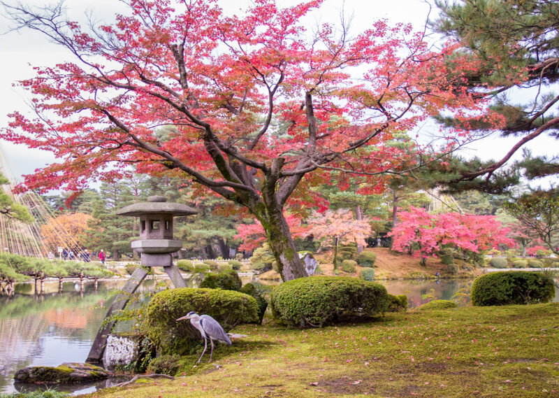 a bright red Japanese Maple at Kenrokuen Garden