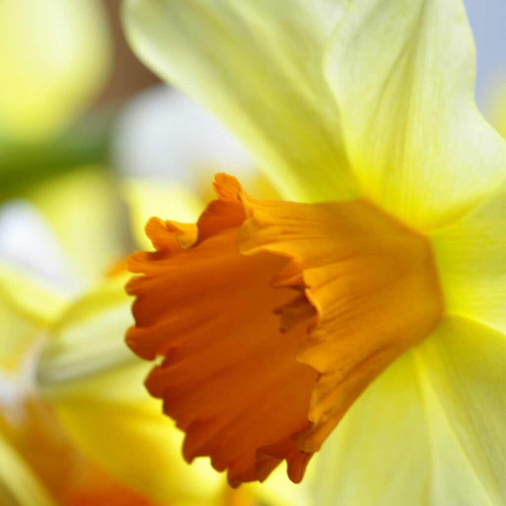 a vibrant orange daffodil, featuring a trumpet-shaped corona surrounded by six petal-like tepals