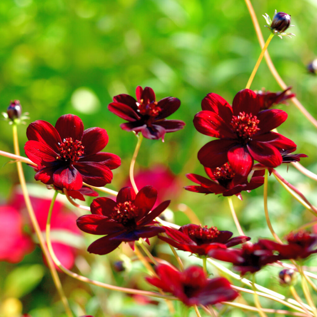 Cosmos atrosanguineus, commonly called chocolate cosmos, is a tuberous-rooted perennial that features brownish-red (or dark purple) flowers with a chocolate scent atop slender stems from summer to autumn. It is also commonly called black cosmos.