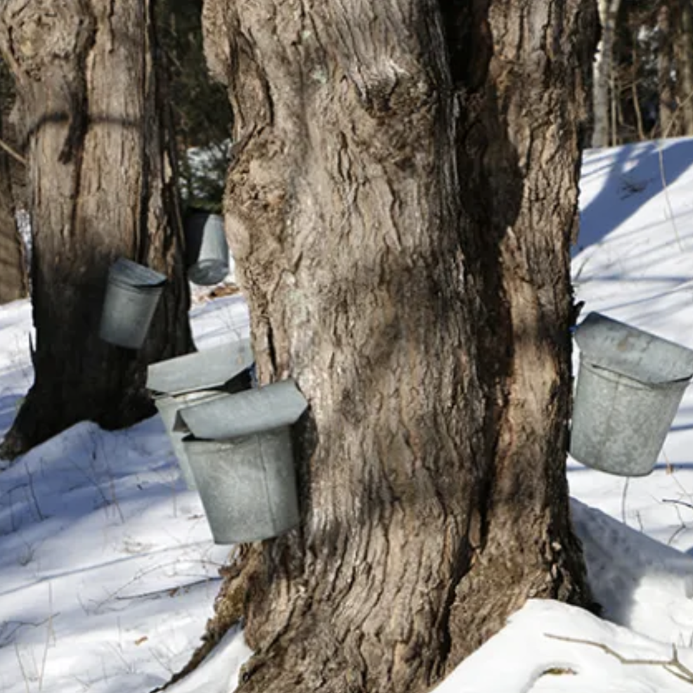 A sugar maple tree with metal buckets or sap collection vessels attached around its trunk to collect maple syrup, set against a winter landscape with snow covering the ground.