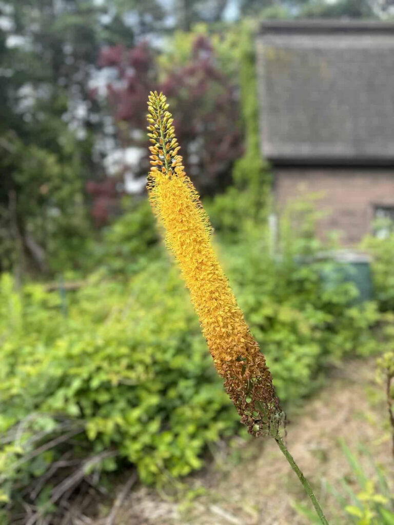 A vibrant yellow Foxtail Lily (Eremurus robustus), featuring a tall, cylindrical flower spike densely packed with small, star-shaped flowers, rising above a rosette of strap-shaped leaves.