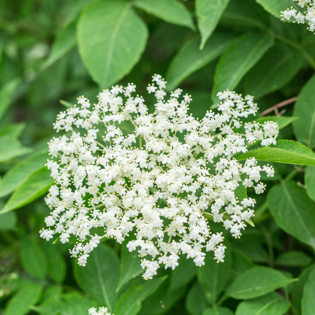 An elderberry tree in full bloom, set against a natural background, featuring large, flat clusters of creamy-white, highly fragrant flowers with five petals.