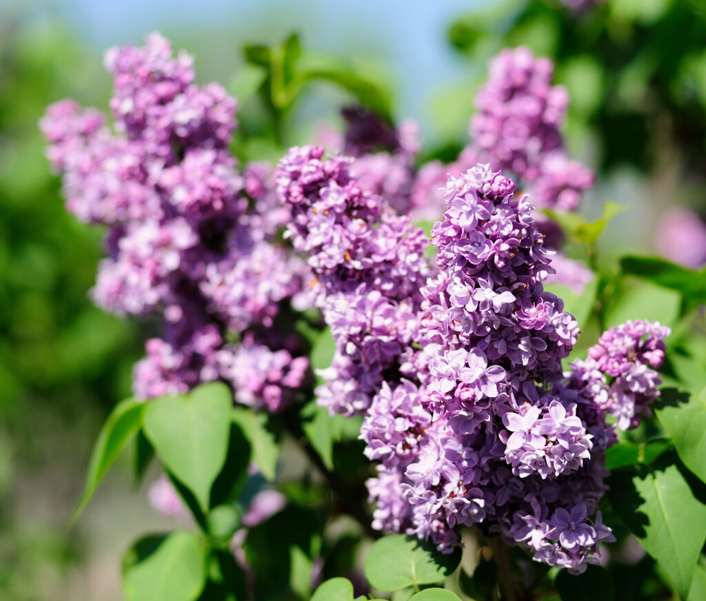 pink lilac flowers in full bloom, showcasing their delicate petals and sweet fragrance