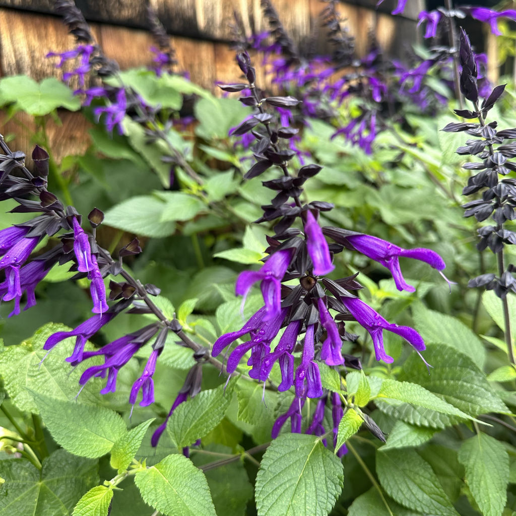 Salvia 'Black and Blue' showcasing strking blue-purple flowers with dark, almost black calyces against a lush green backdrop