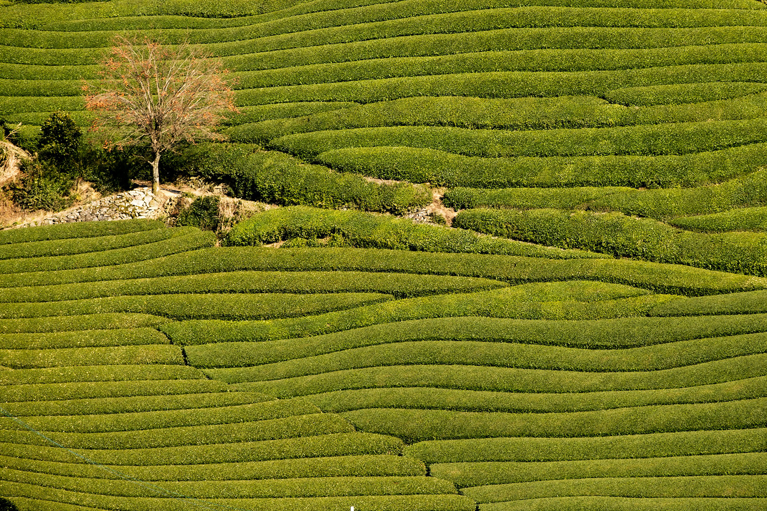 Visit a scenic tea field, stetches of tea bushes stetched out along the steep hills of Wazuka as part of AHS Travel to Japan