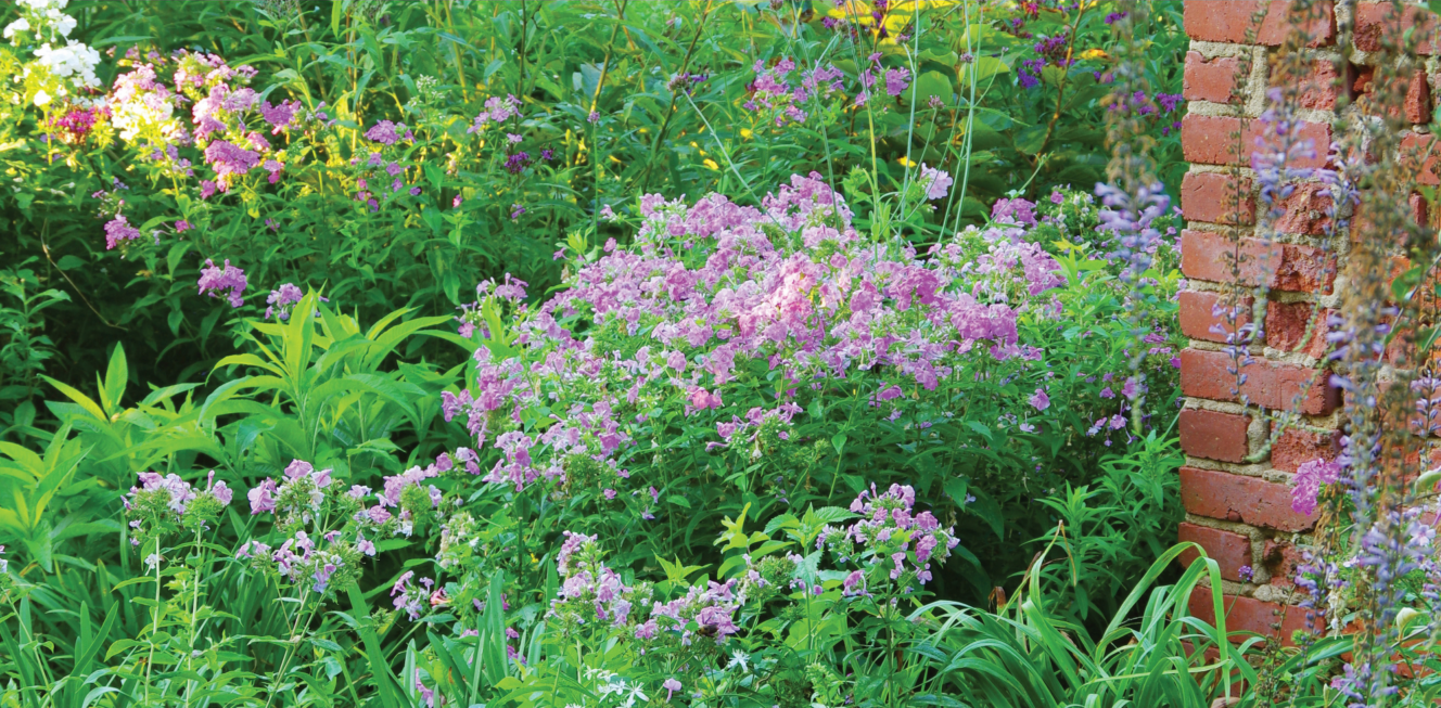 Bright, delicate purple flowers blooming amidst a lush sea of greenery in the springtime gardens of River Farm